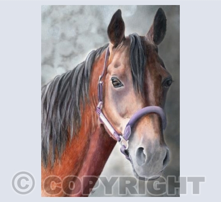 Exquisite Equine Collection - Vimto