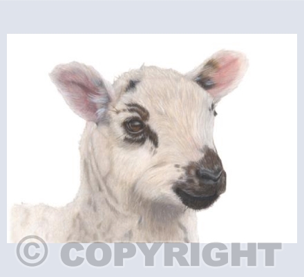 Barnyard Babes - Barbara the Bonnie Lamb