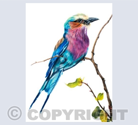 Amani - Lilac Breasted Roller
