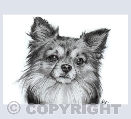 Chihuahua