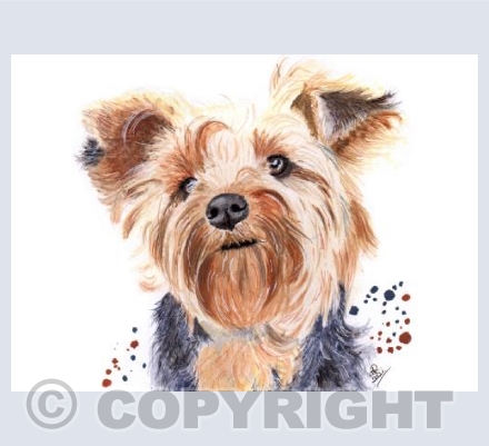 Yorkshire Terrier