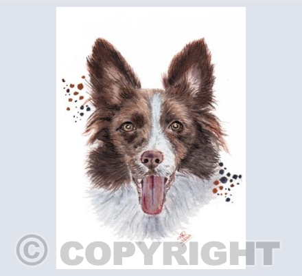 Sable the Collie