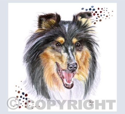 Ruby the Rough Collie
