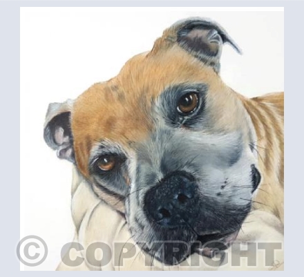 Hooch the Staffy Mix