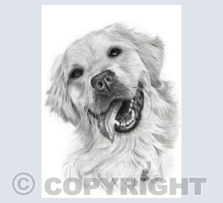 Harvey the Golden Retriever