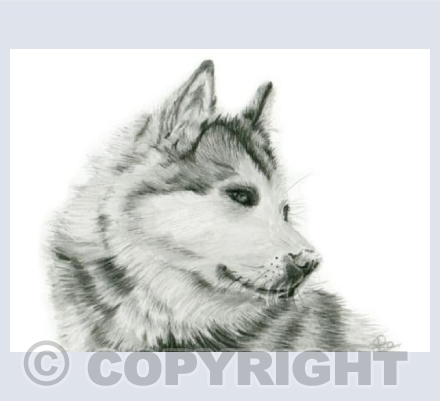 Rula - Alaskan Malamute