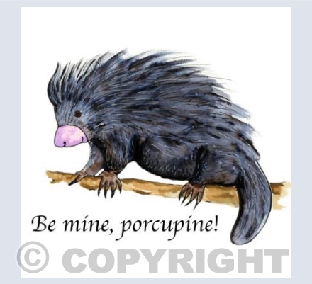 Be mine, porcupine