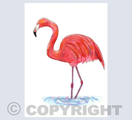 Flamingo
