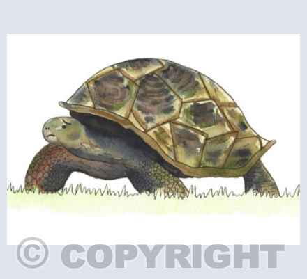 Tortoise