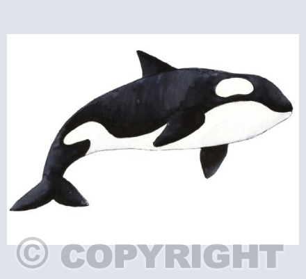 Orca