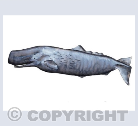 Whale
