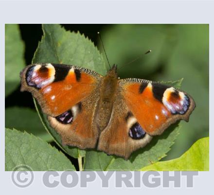 Peacock Butterfly