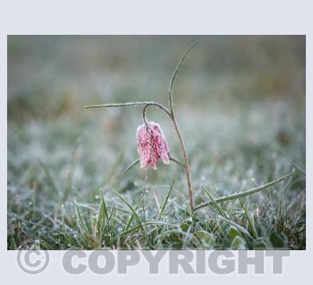 Frosted Fritillary