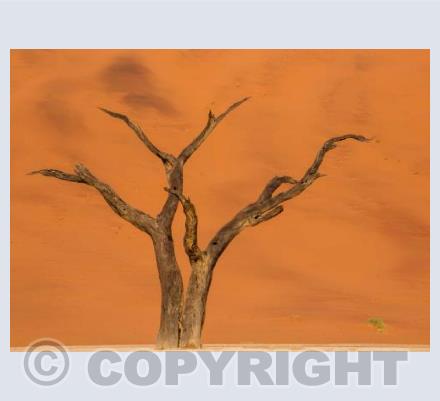 Ghost Tree