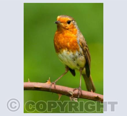 Robin