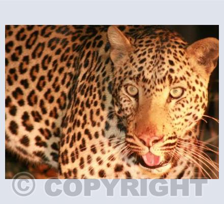 Leopard