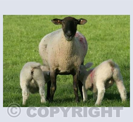 Ewe and Lambs