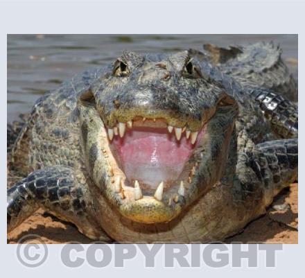 Yacare Caiman