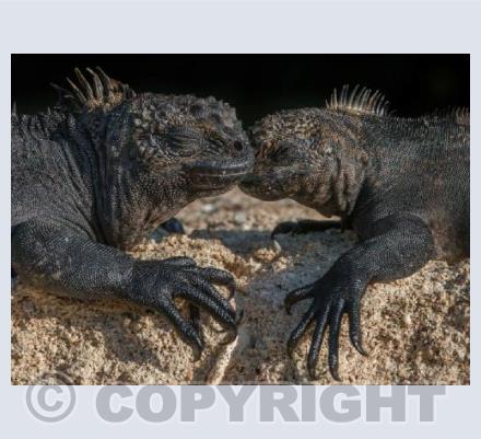 Marine Iguanas