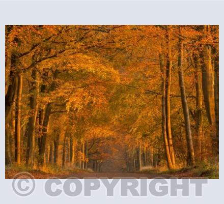 Savernake Forest