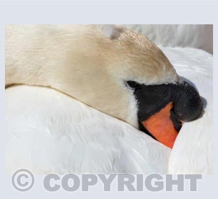 Swan