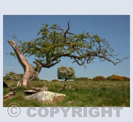 Fyfield Down
