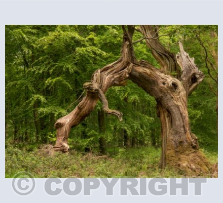 Sleeping Dragon, Savernake Forest