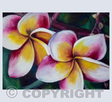Frangipani 2