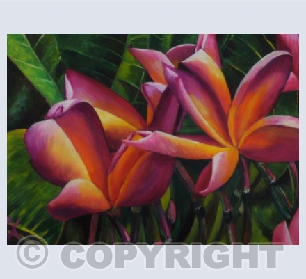 Frangipani