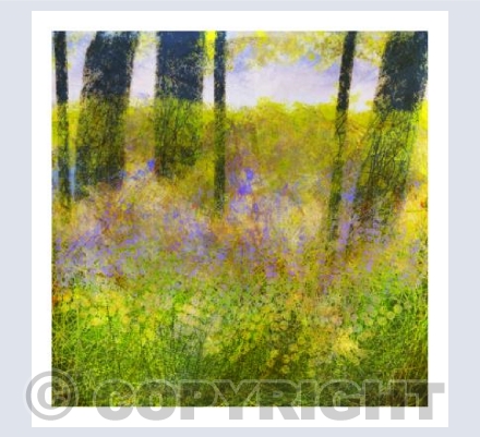 Godolphin Bluebells
