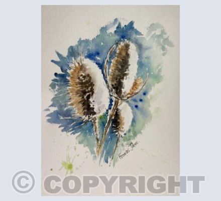 Frosty Teasels