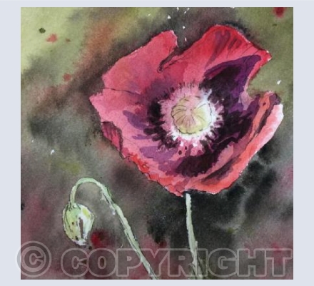 Poppy