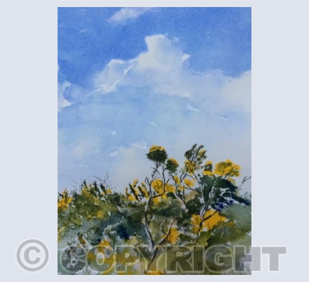 Cornish Gold- Gorse at North Cliffs