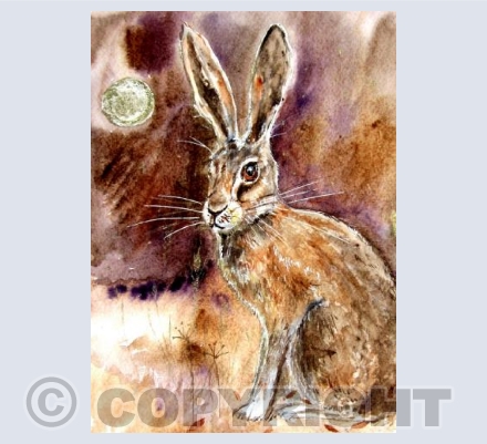 Hare by moonlight 