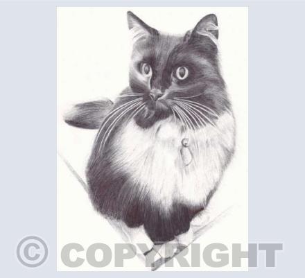 Felix the Train Station Cat