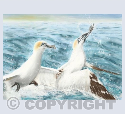 gannets fishing