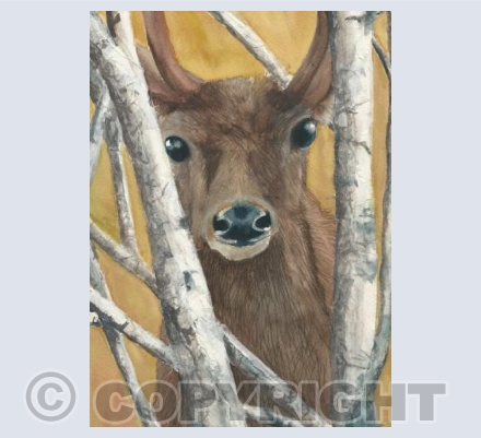 through the birches