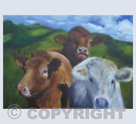 Orkney cows