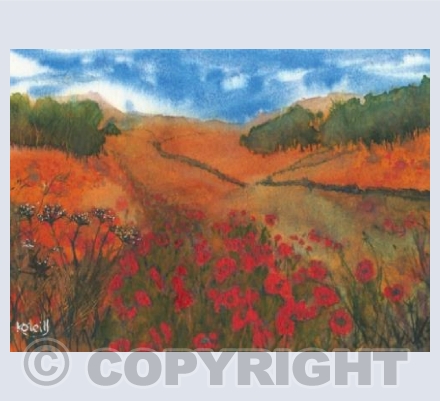 Poppy field