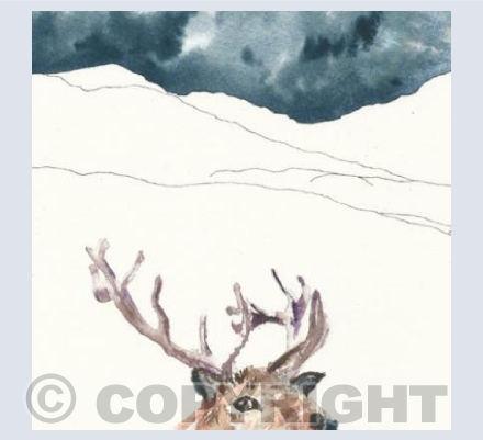 Stag