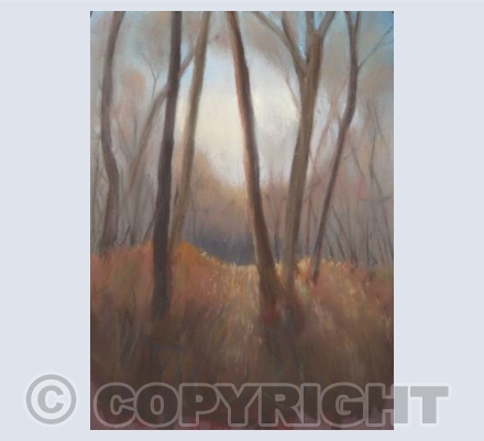 in the woods