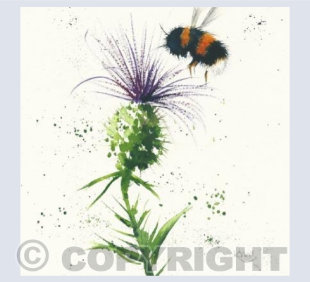 Bee and thistle