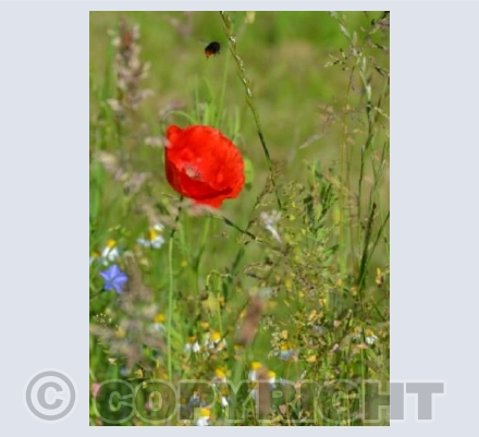 Poppy and bee