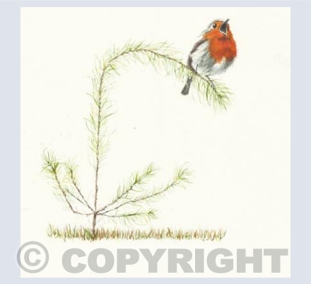 Robin on small pine tree