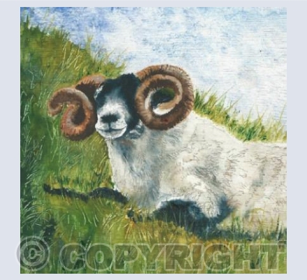Ram on Shapsay
