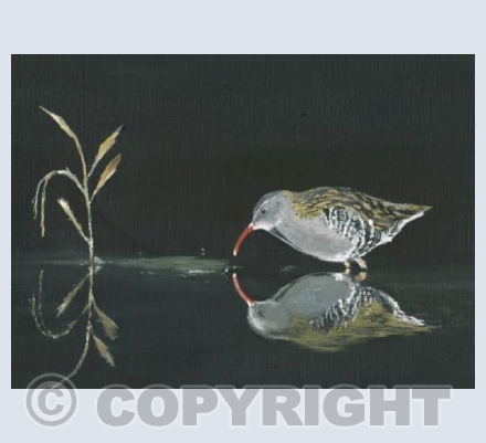 water rail