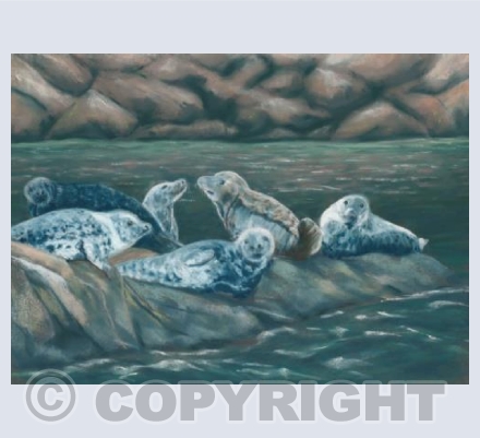 Seals resting on the rocks