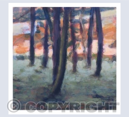 Light throuth the trees