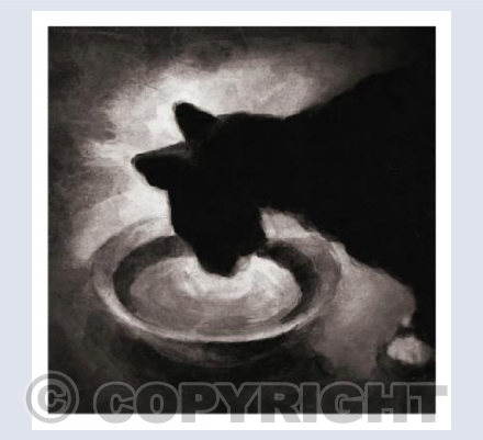 Cat no1