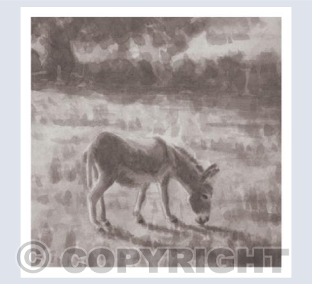 Donkey No3